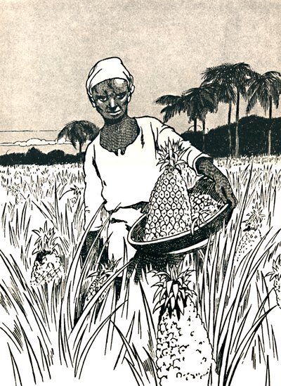 Ananasernte, 1912 von Charles Robinson