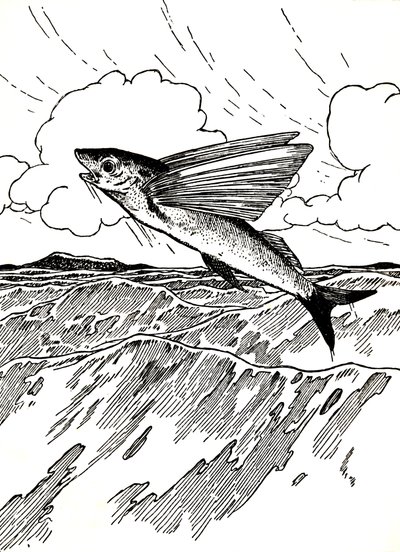 Der fliegende Fisch, 1912 von Charles Robinson