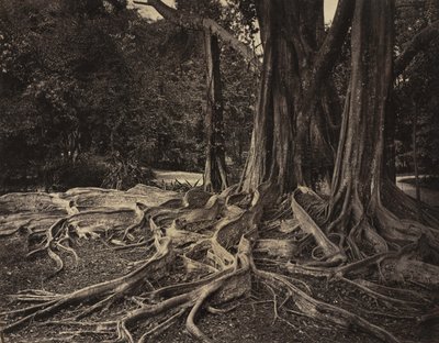 Gummibaum, Assam, Indien (Ficus Elastica) von Charles T. Scowen