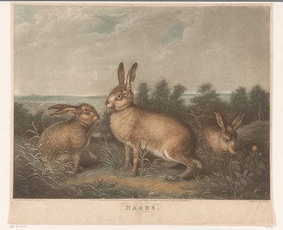 Drei Hasen von Charles Turner