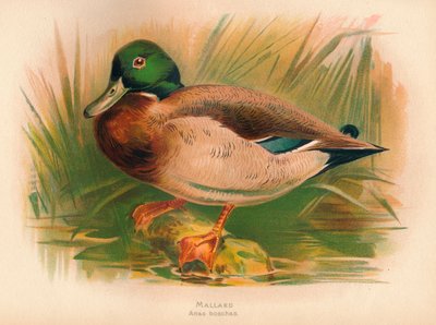 Stockente Anas boschas, 1900 von Charles Whymper