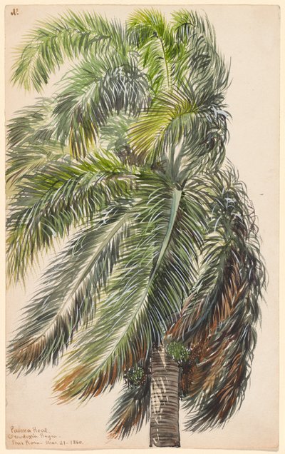 Palma Real von Charles de Wolf Brownell
