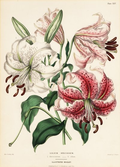 Japanische Lilienarten, Lilium speciosum von Charlotte Caroline Sowerby