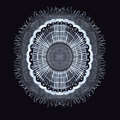 Pflanzenzelle 0.2 von Charlotte Orr
