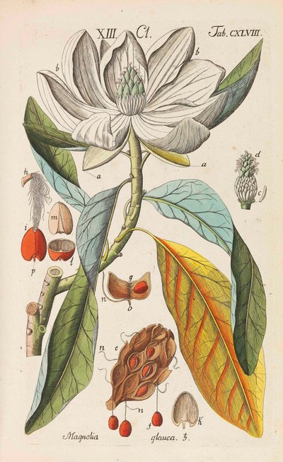 Botanisches Handbuch von Christian Schkuhr