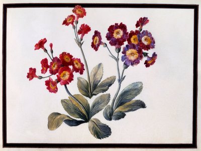 Aurikel von Claude Aubriet