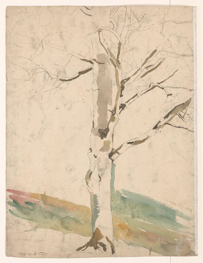 Studie eines Baumes von Coba Steenhoff