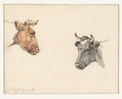 Studienblatt mit zwei Kuhköpfen von Cornelis Steffelaar