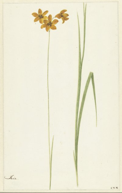 Ixia von Cornelis van Noorde