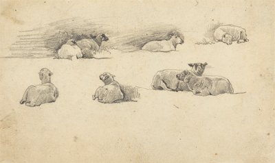 Studie von Schafen von Cornelius Varley