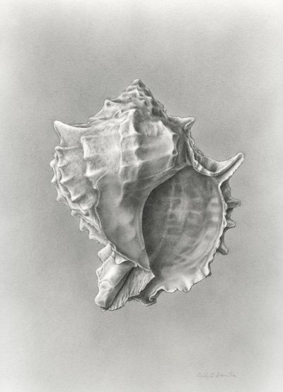 Studie einer Muschelschale von Damstra Emily