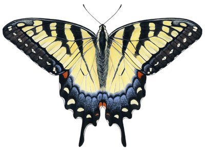 Tiger-Schwalbenschwanz-Schmetterling von Damstra Emily
