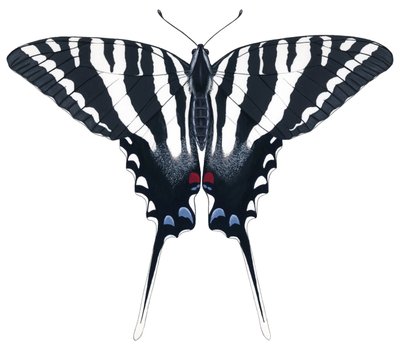 Zebra-Schwalbenschwanz-Schmetterling von Damstra Emily