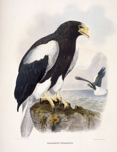 Haliaetus Pelagicus von Daniel Girard Elliot