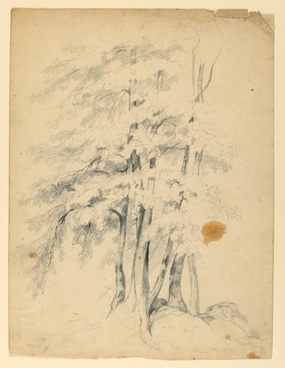 Studie von schwarzen Birken von Daniel Huntington