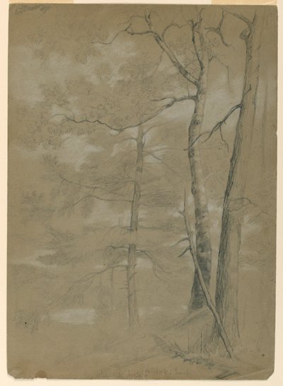 Studie von Hemlock und Buche, Weißer See von Daniel Huntington