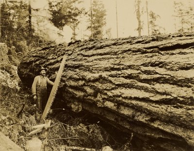 Holzfäller, Quersäge und gefällter Baum von Darius Kinsey
