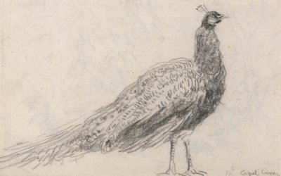 Pfau in Capel Curig von David Cox