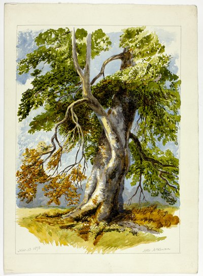 Knotiger Baum von David Hall McKewan