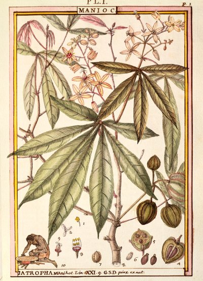 Maniok (Jatropha manihot), von Delahaye, Aquarell von Delahaye Delahaye