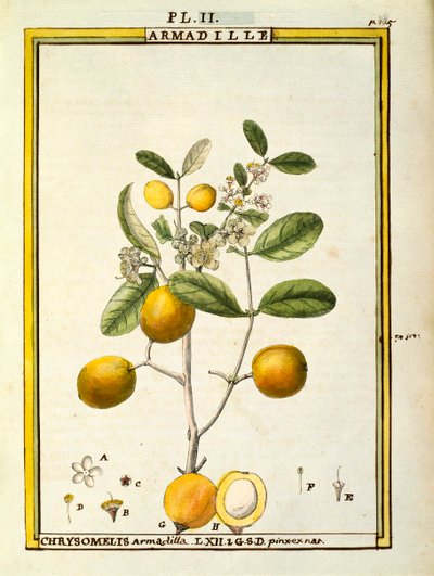 Chrysomelis Armadilla, Aquarell von Delahaye von Delahaye Delahaye