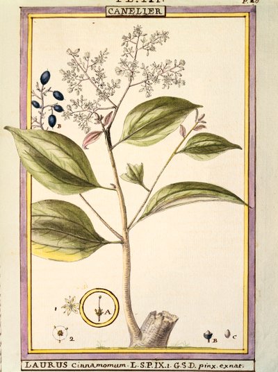 Zimt (Laurus cinnamomum), Aquarell von Delahaye von Delahaye Delahaye