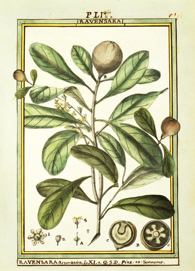 Cryptocarya Aromatica, Aquarell von Delahaye von Delahaye Delahaye