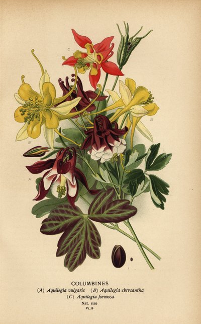 Akeleien, Aquilegia-Arten von Désiré Georges Jean Marie Bois