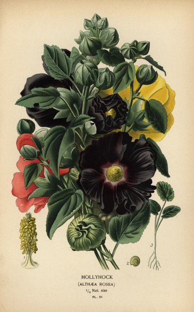 Stockrose, Alcea rosea von Désiré Georges Jean Marie Bois