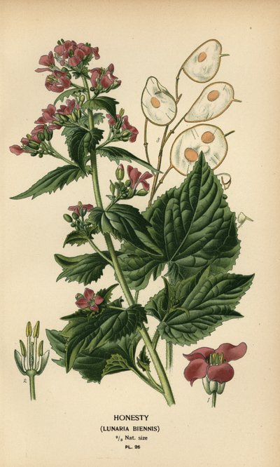 Silberblatt, Lunaria annua von Désiré Georges Jean Marie Bois
