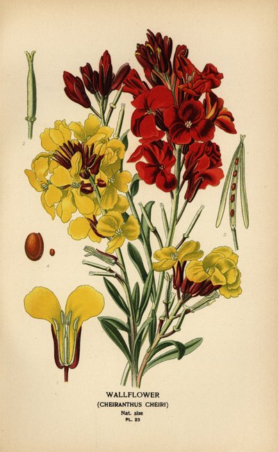 Goldlack, Erysimum × cheiri von Désiré Georges Jean Marie Bois