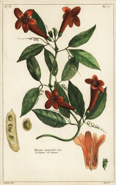 Knoblauchrebe, Bignonia aequinoctialis, Linn von Duchesne Duchesne