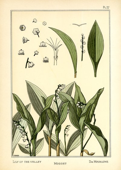 Das Maiglöckchen von E. Hervegh