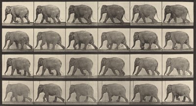 Tafel Nummer 733. Elefant im Gehen, 1887 von Eadweard Muybridge