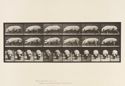 Platte 673. Sau; Gehen von Eadweard Muybridge