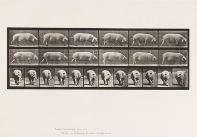 Platte 674. Sau; Gehen von Eadweard Muybridge