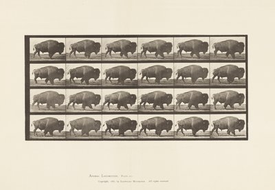 Platte 699. Büffel; Gehen von Eadweard Muybridge