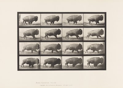 Platte 700. Büffel; Galoppieren von Eadweard Muybridge