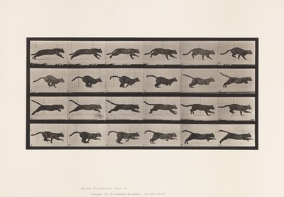 Tafel 720. Katze; Galoppierend von Eadweard Muybridge