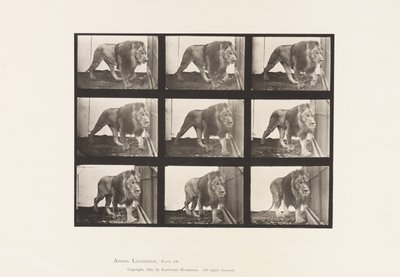 Tafel 721. Löwe; Gehend von Eadweard Muybridge