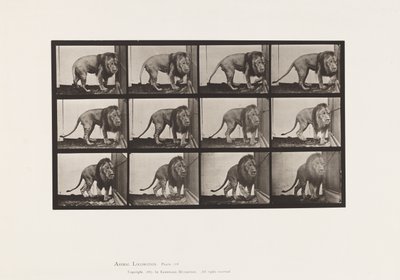 Tafel 723. Löwe; Gehend, Umdrehend von Eadweard Muybridge