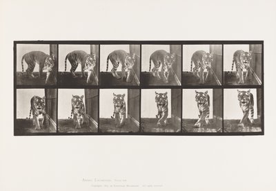 Platte 730. Tigerin; Gehen; Drehen von Eadweard Muybridge