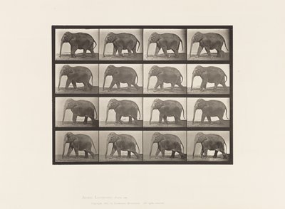 Tafel 732. Elefant; Laufend von Eadweard Muybridge