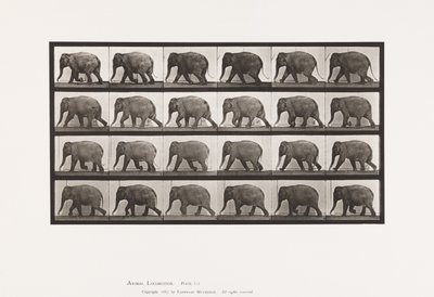 Platte 733. Elefant; Gehen von Eadweard Muybridge