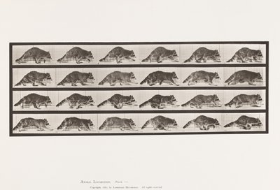 Tafel 744. Waschbär; Laufend; Wechsel zu Galoppierend von Eadweard Muybridge
