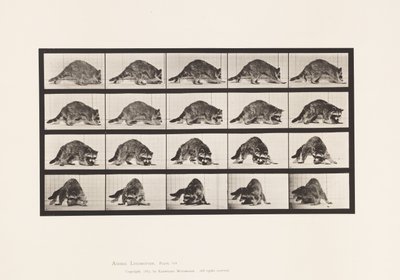 Tafel 745. Waschbär; Laufend; und Umdrehend von Eadweard Muybridge