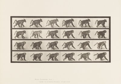 Tafel 748. Pavian; Auf allen Vieren gehen von Eadweard Muybridge