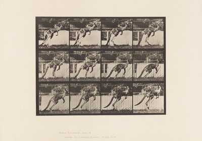 Tafel 753. Känguru; Springen von Eadweard Muybridge