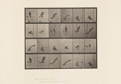 Tafel 763. Rotschwanzbussard; Fliegend von Eadweard Muybridge
