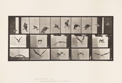 Tafel 764. Fischadler; fliegend von Eadweard Muybridge